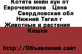 Котята мейн кун от Еврочемпиона › Цена ­ 18 000 - Свердловская обл., Нижний Тагил г. Животные и растения » Кошки   
